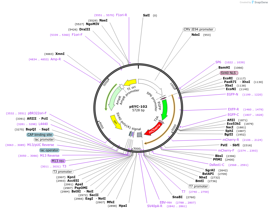 74790-plasmid-map-sequence-id-141470