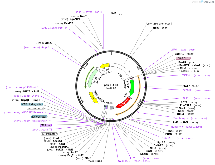 74791-plasmid-map-sequence-id-141471