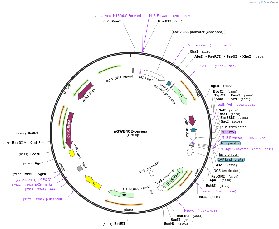 74797-plasmid-map-sequence-id-141477