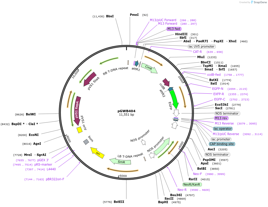 74798-plasmid-map-sequence-id-141478