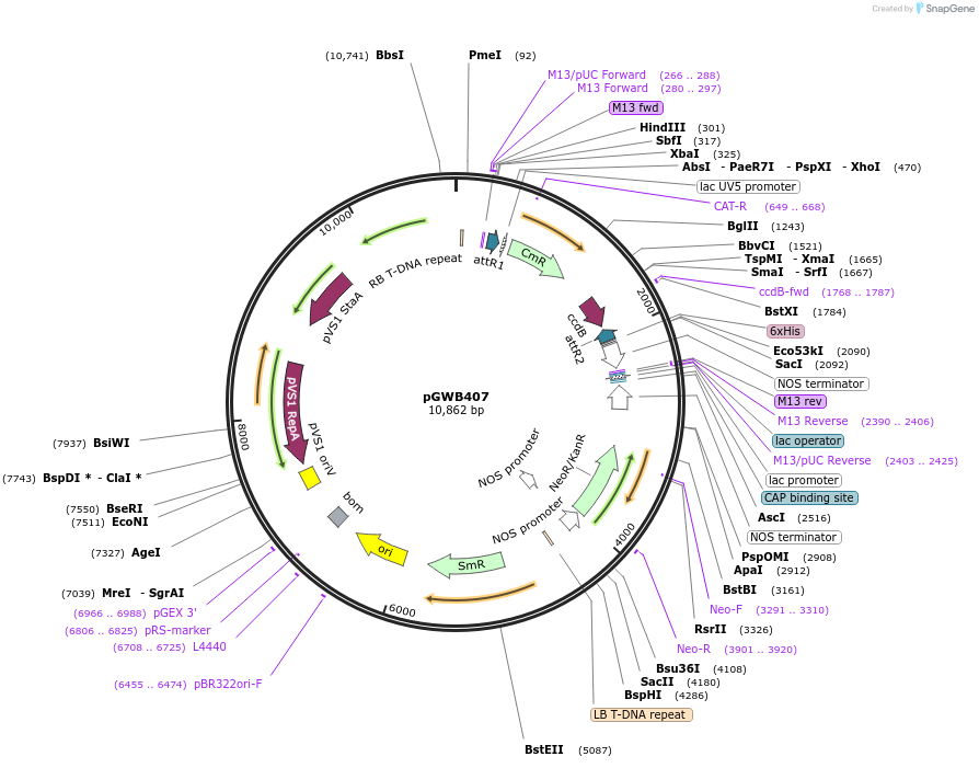 74801-plasmid-map-sequence-id-141481