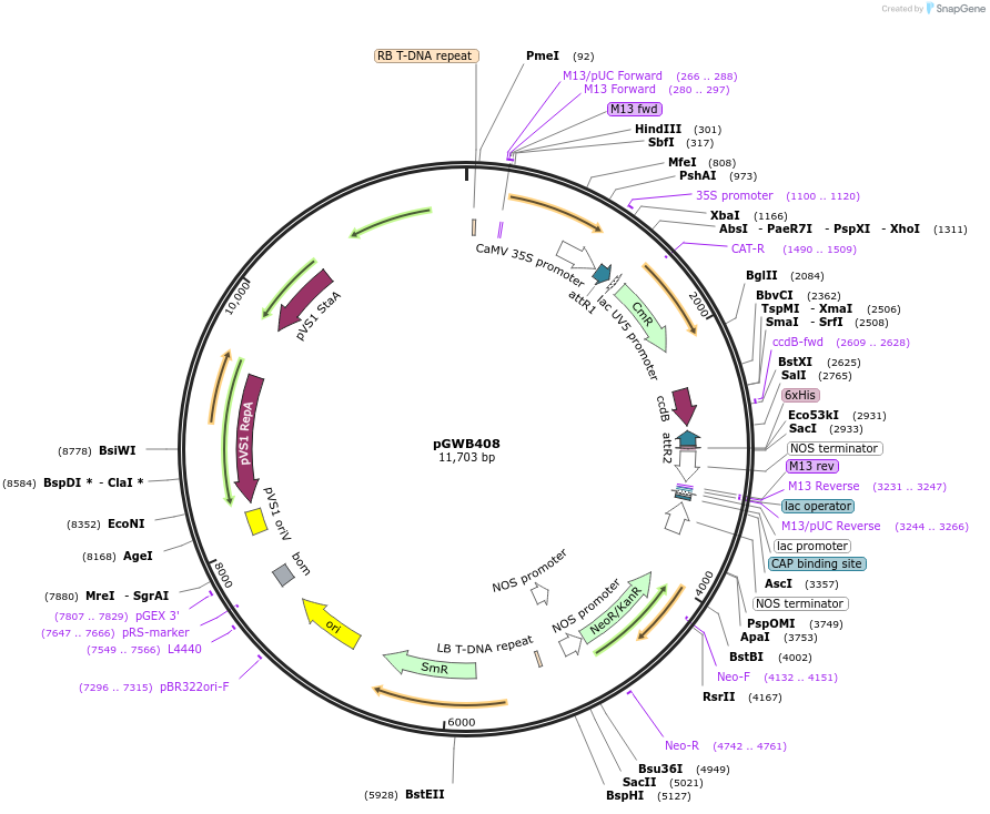 74802-plasmid-map-sequence-id-141482