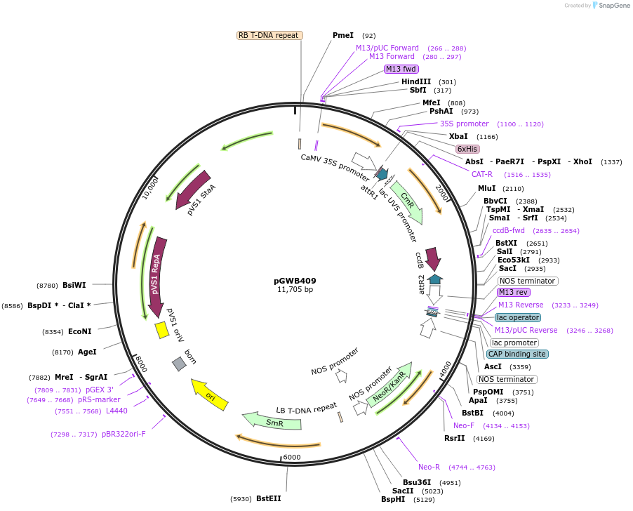 74803-plasmid-map-sequence-id-141483