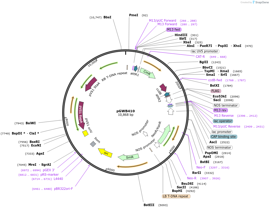 74804-plasmid-map-sequence-id-141484
