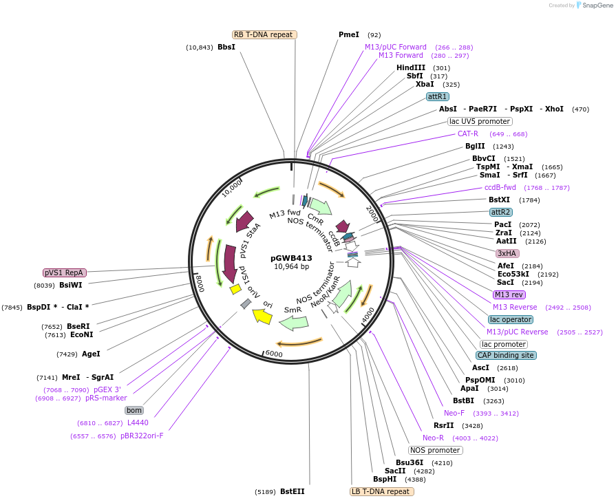 74807-plasmid-map-sequence-id-141487