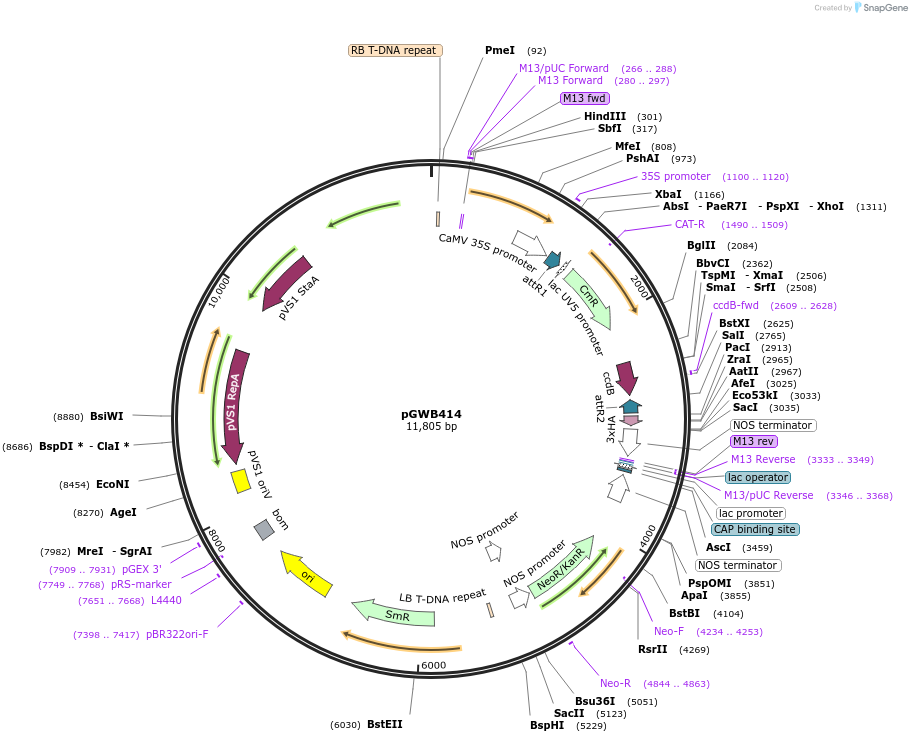 74808-plasmid-map-sequence-id-141488