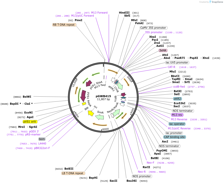 74809-plasmid-map-sequence-id-141489