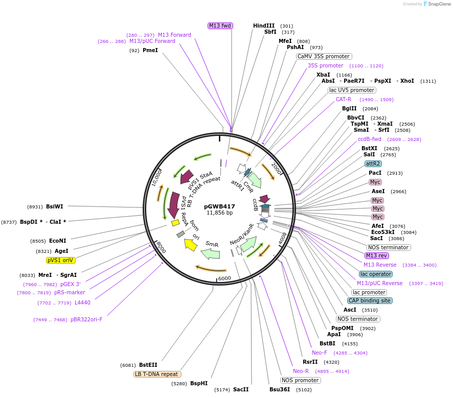 74811-plasmid-map-sequence-id-141491