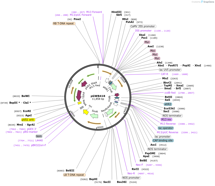 74812-plasmid-map-sequence-id-141492