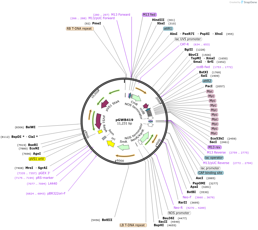 74813-plasmid-map-sequence-id-141493