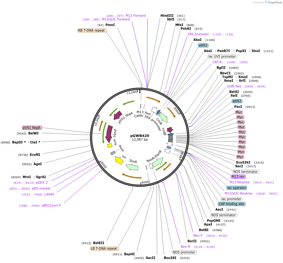 74814-plasmid-map-sequence-id-141494