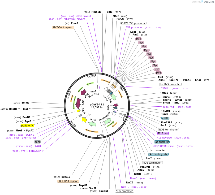 74815-plasmid-map-sequence-id-141495