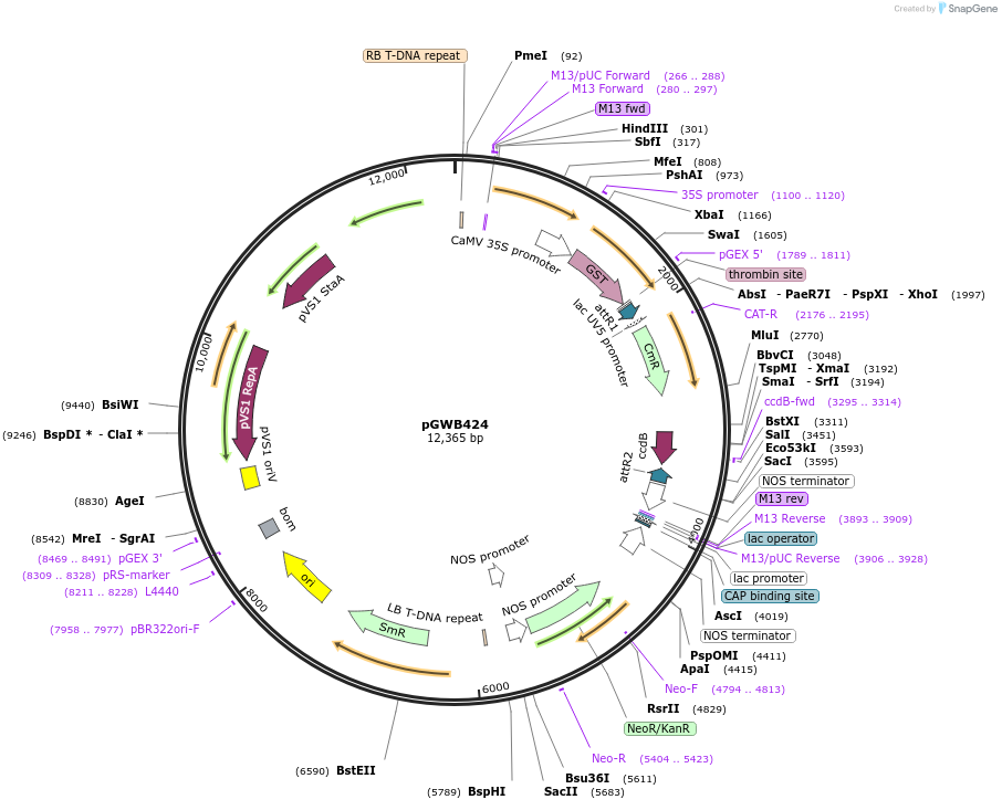 74818-plasmid-map-sequence-id-141498