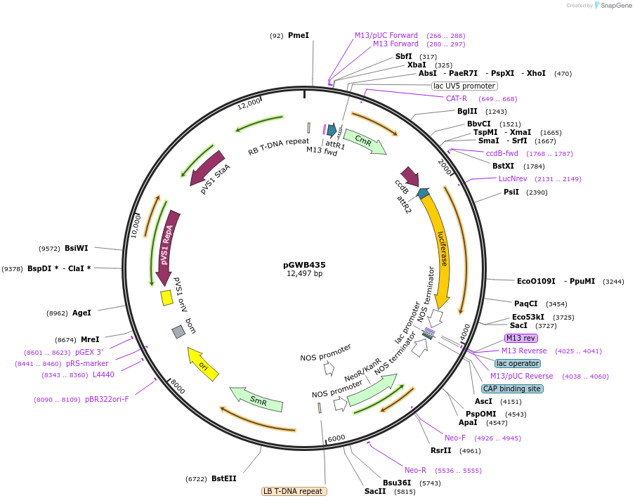 74825-plasmid-map-sequence-id-141505