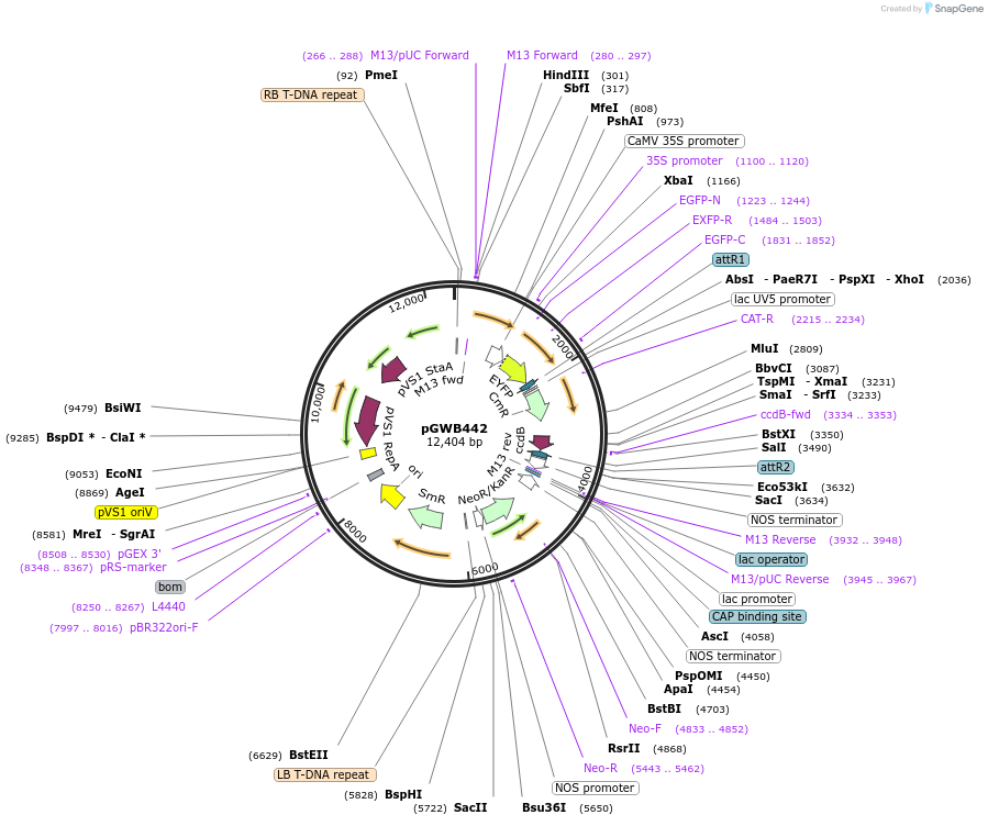 74828-plasmid-map-sequence-id-141508