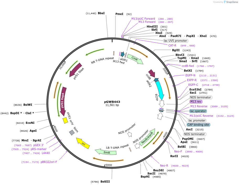 74829-plasmid-map-sequence-id-141509