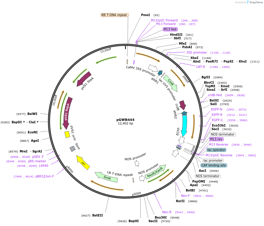 74830-plasmid-map-sequence-id-141510