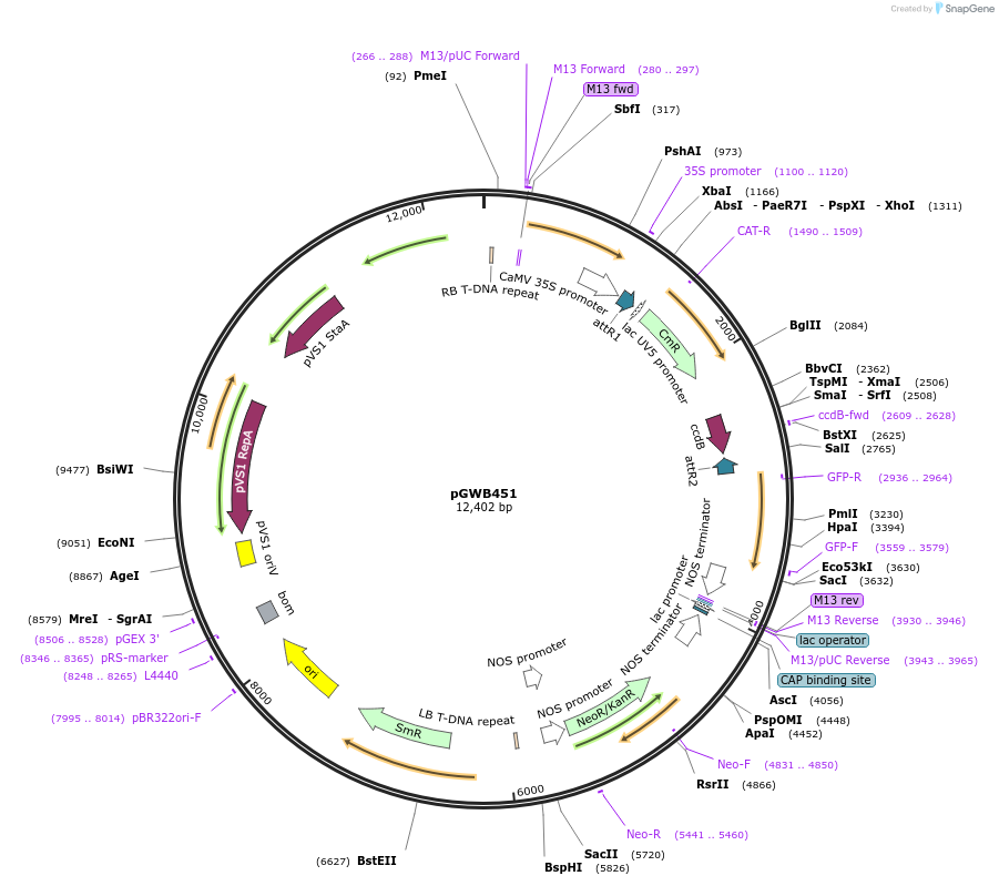 74833-plasmid-map-sequence-id-141513