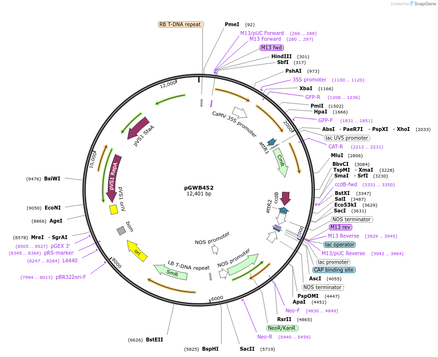 74834-plasmid-map-sequence-id-141514