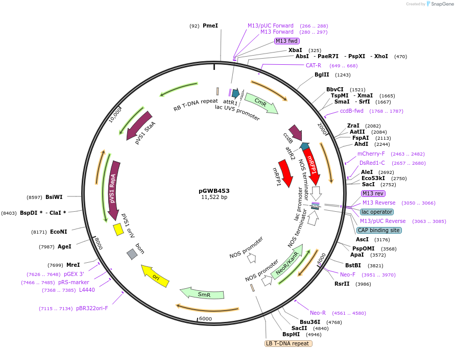 74835-plasmid-map-sequence-id-141515