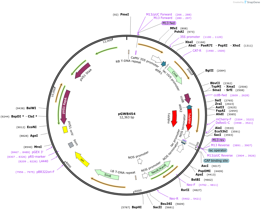 74836-plasmid-map-sequence-id-141516