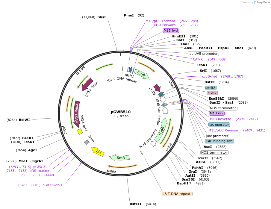 74852-plasmid-map-sequence-id-141527