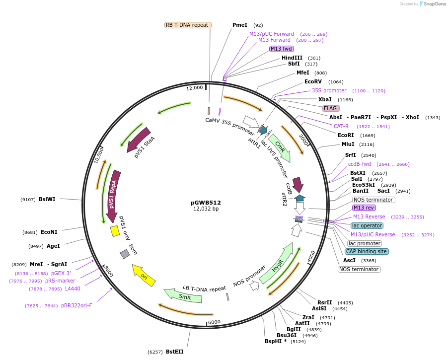 74854-plasmid-map-sequence-id-141529