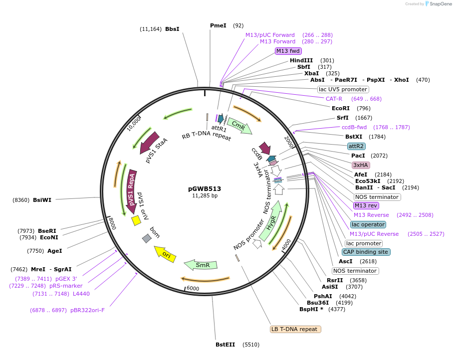74855-plasmid-map-sequence-id-141530