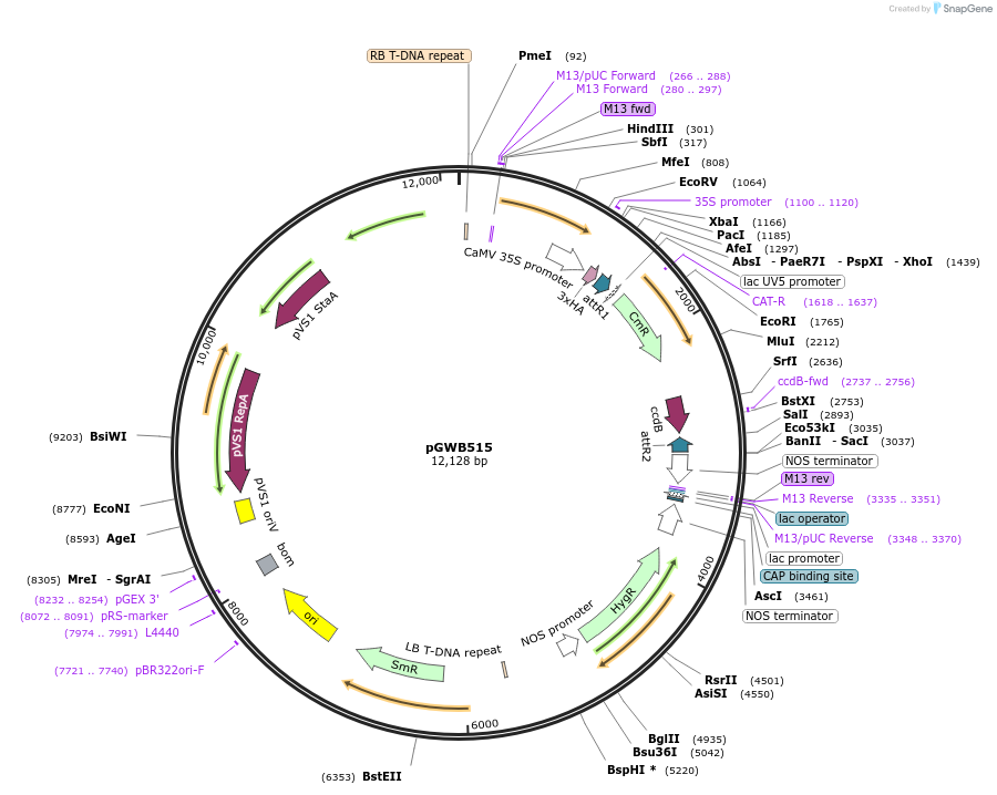 74857-plasmid-map-sequence-id-141532