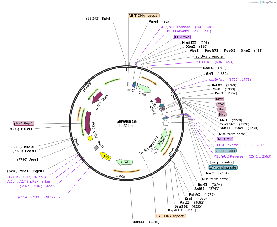 74858-plasmid-map-sequence-id-141533