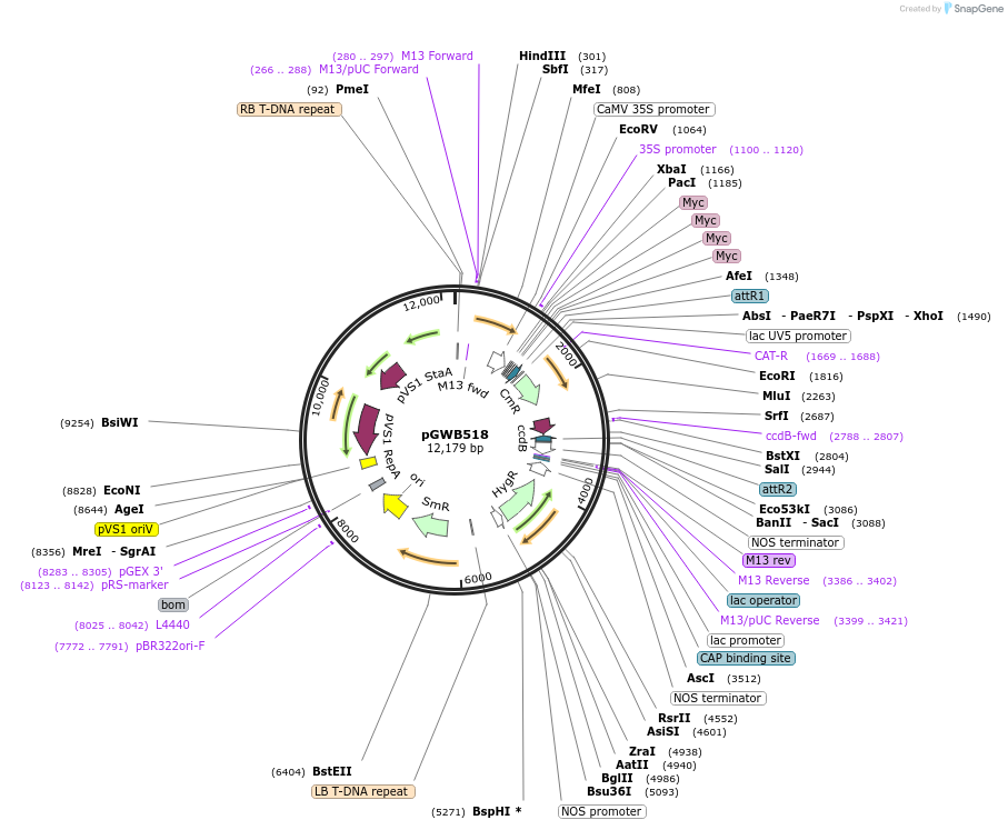74860-plasmid-map-sequence-id-141535