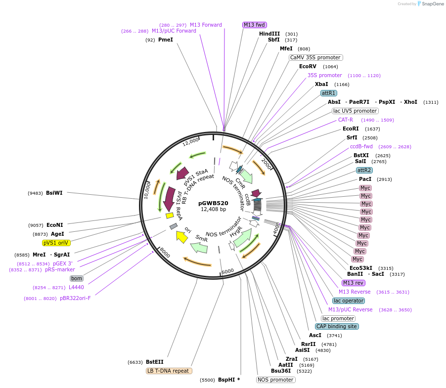 74862-plasmid-map-sequence-id-141537