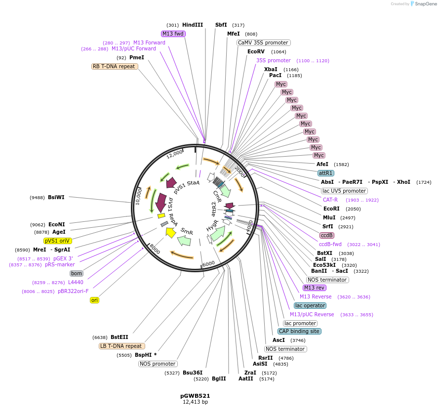 74863-plasmid-map-sequence-id-141538