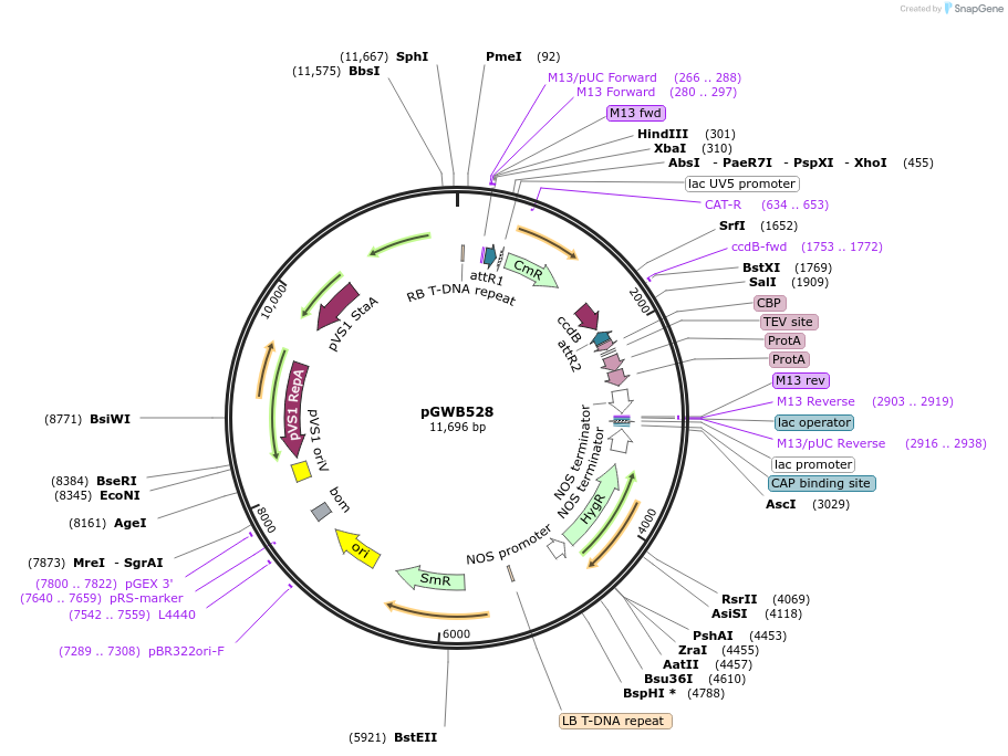 74870-plasmid-map-sequence-id-141545