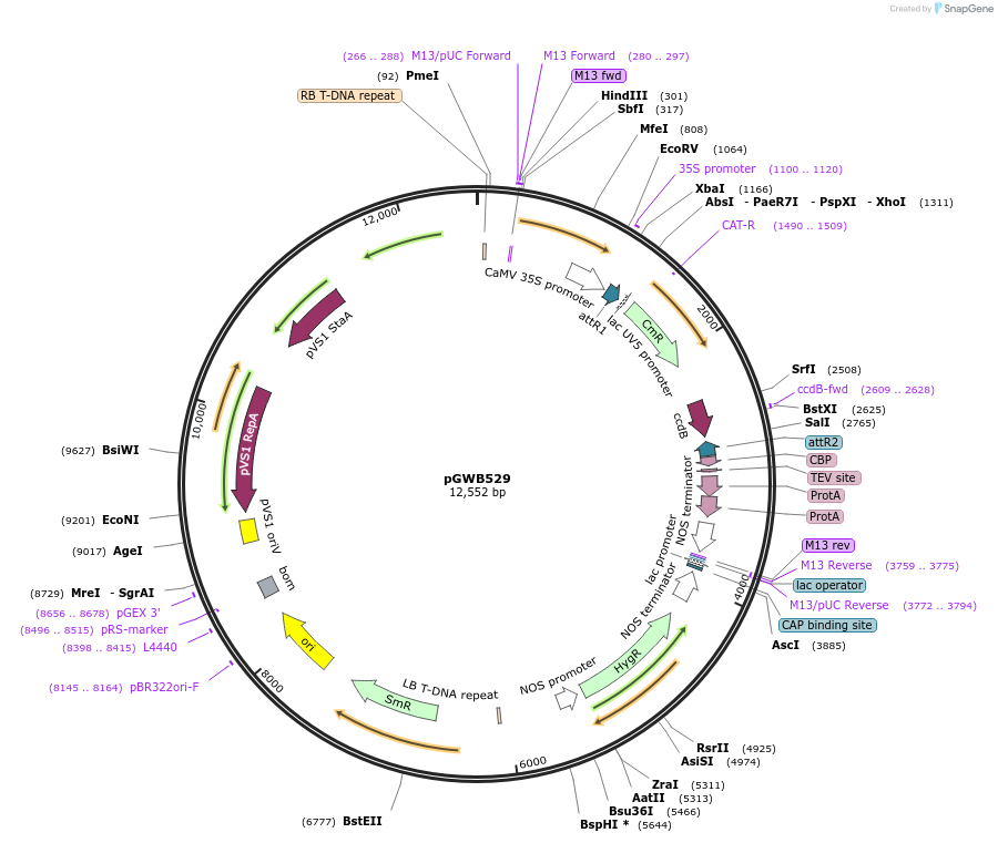 74871-plasmid-map-sequence-id-141546