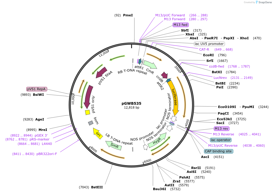 74873-plasmid-map-sequence-id-141548