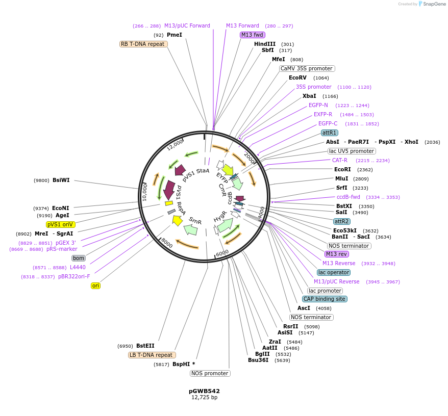 74876-plasmid-map-sequence-id-141551