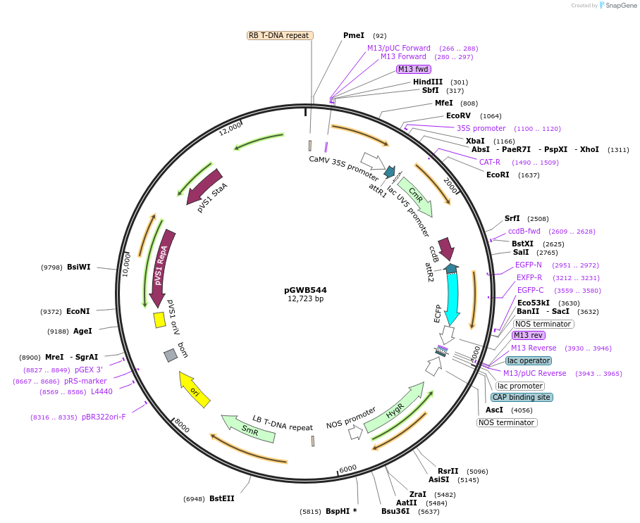 74878-plasmid-map-sequence-id-141553