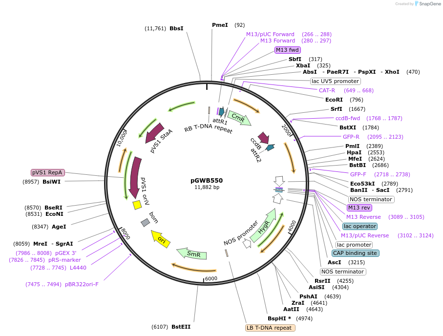 74880-plasmid-map-sequence-id-141555