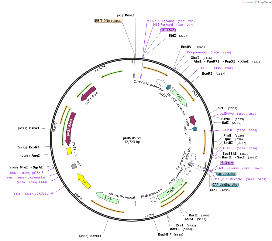 74881-plasmid-map-sequence-id-141556