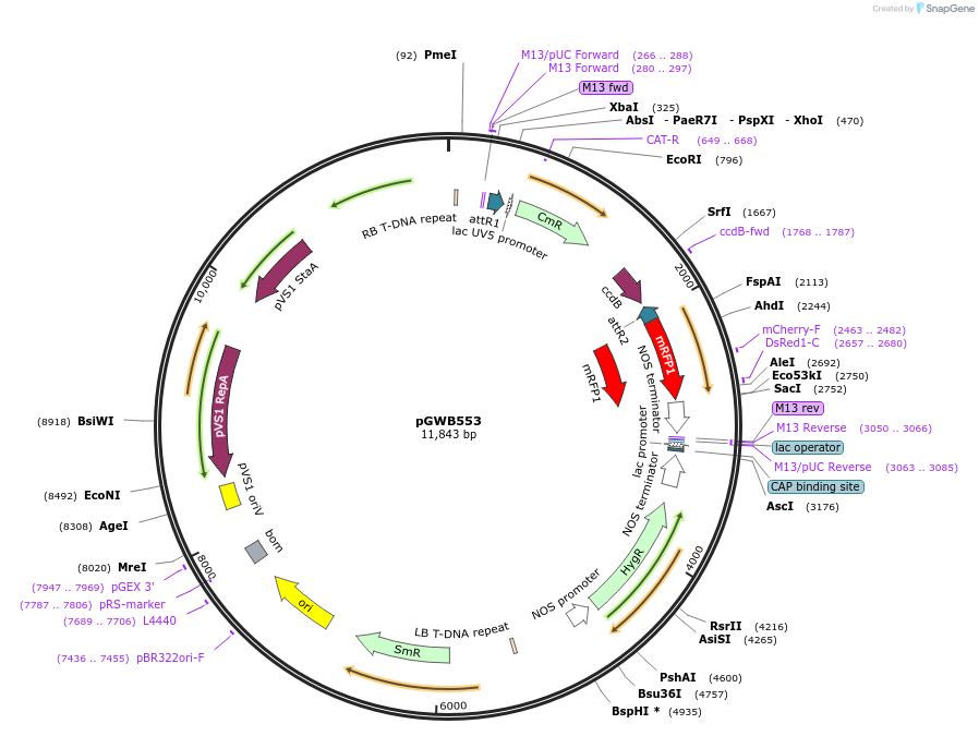 74883-plasmid-map-sequence-id-141558
