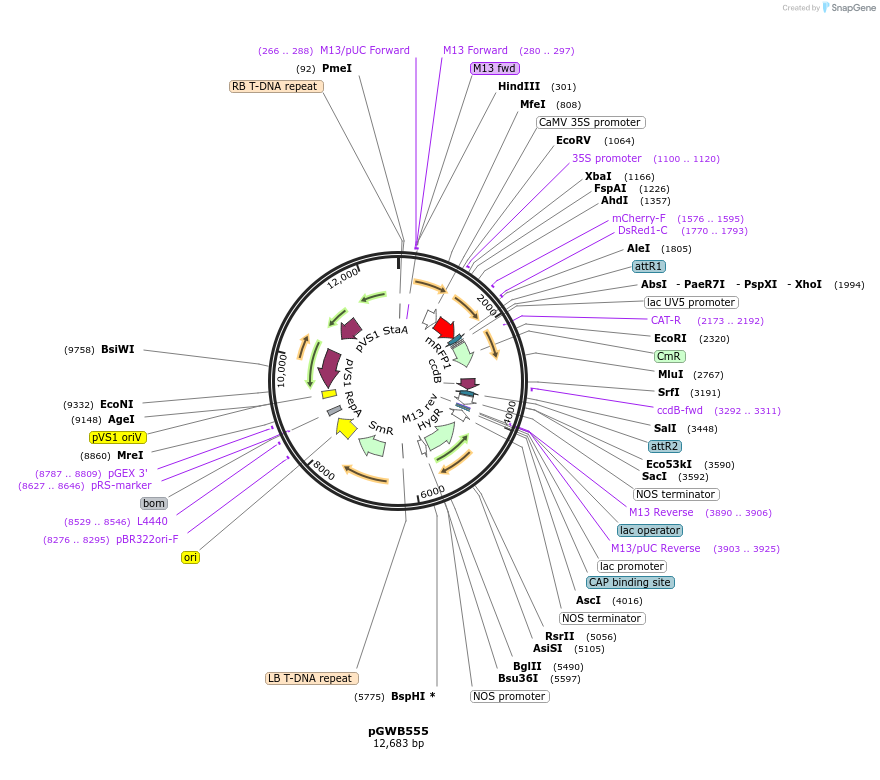 74885-plasmid-map-sequence-id-141560