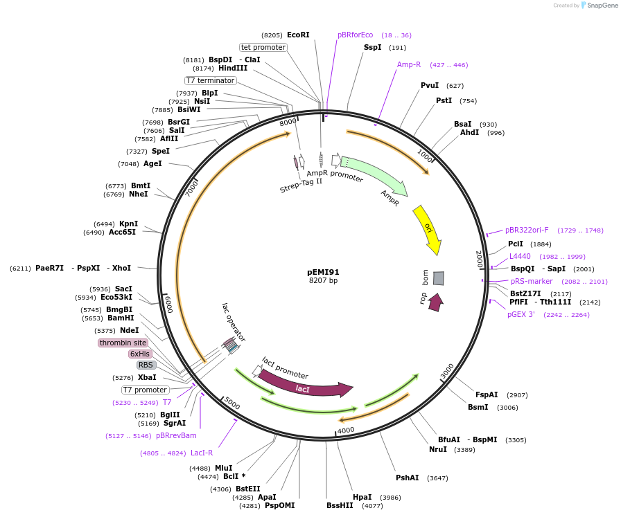 74888-plasmid-map-sequence-id-141569