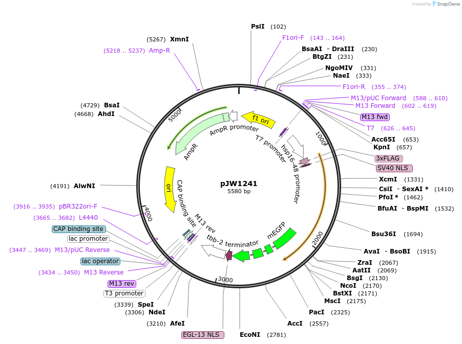 74904-plasmid-map-sequence-id-141613