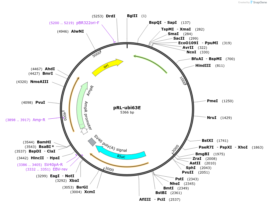 74280-plasmid-map-sequence-id-141614