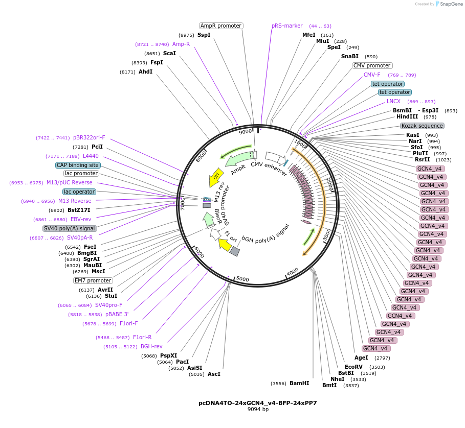 74929-plasmid-map-sequence-id-141648