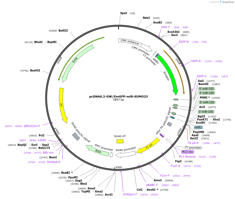 31073-plasmid-map-sequence-id-14175