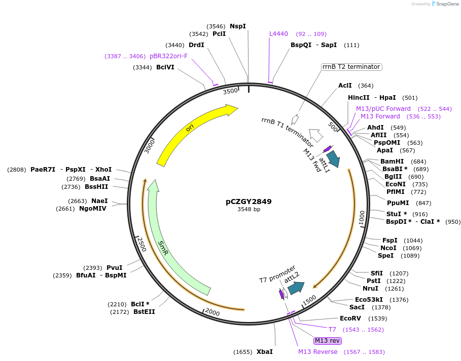 74112-plasmid-map-sequence-id-141762