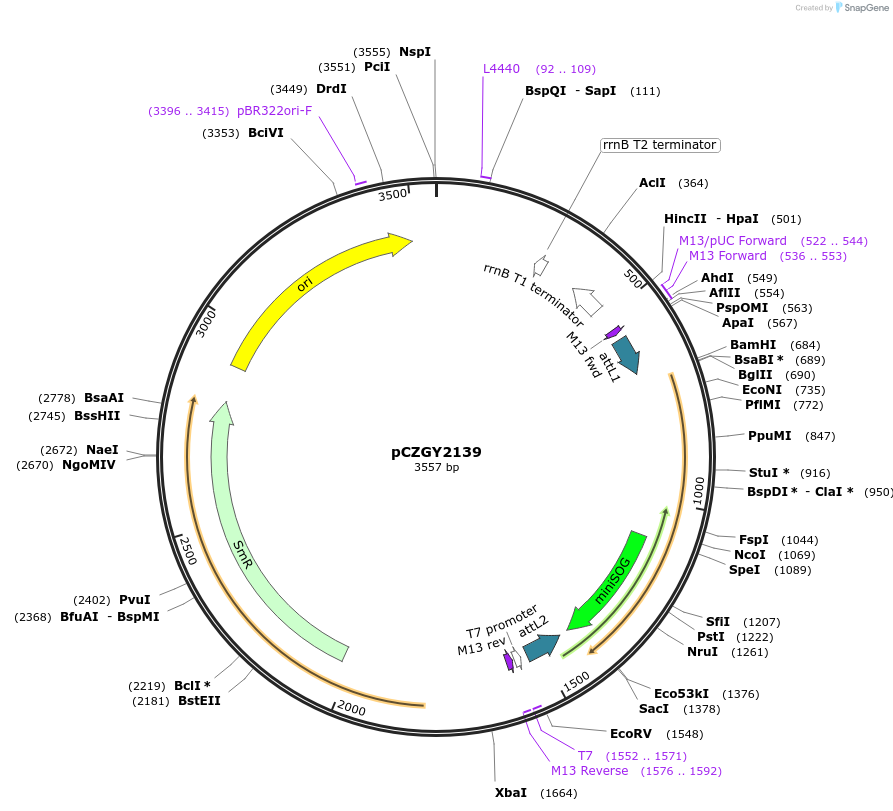 74111-plasmid-map-sequence-id-141767