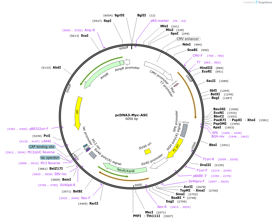 73952-plasmid-map-sequence-id-141771